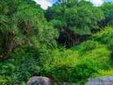 南山不老松