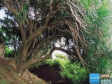 The ancient Dracaena trees in Sanya have been listed among the top 100 most beautiful ancient tree groups nationwide!